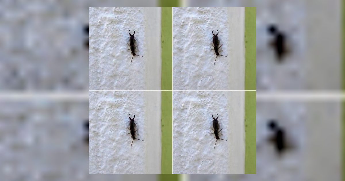 حشرة أبو مقص إبرة العجوز انتبه إذا ظهرت في منزلك!