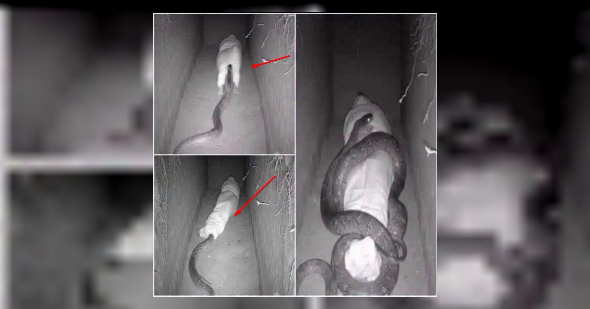 وضعوا كميرات داخل القبر شاهد ماذا جري