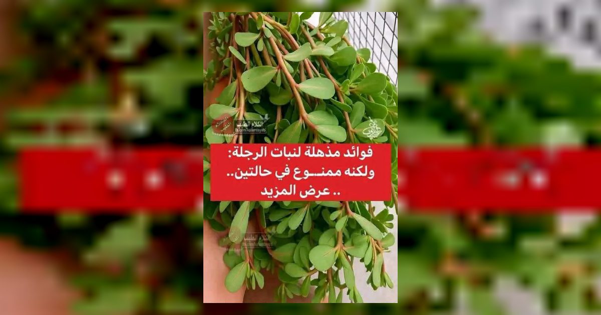 4 فوائد مذهله لنبات الرجلة
