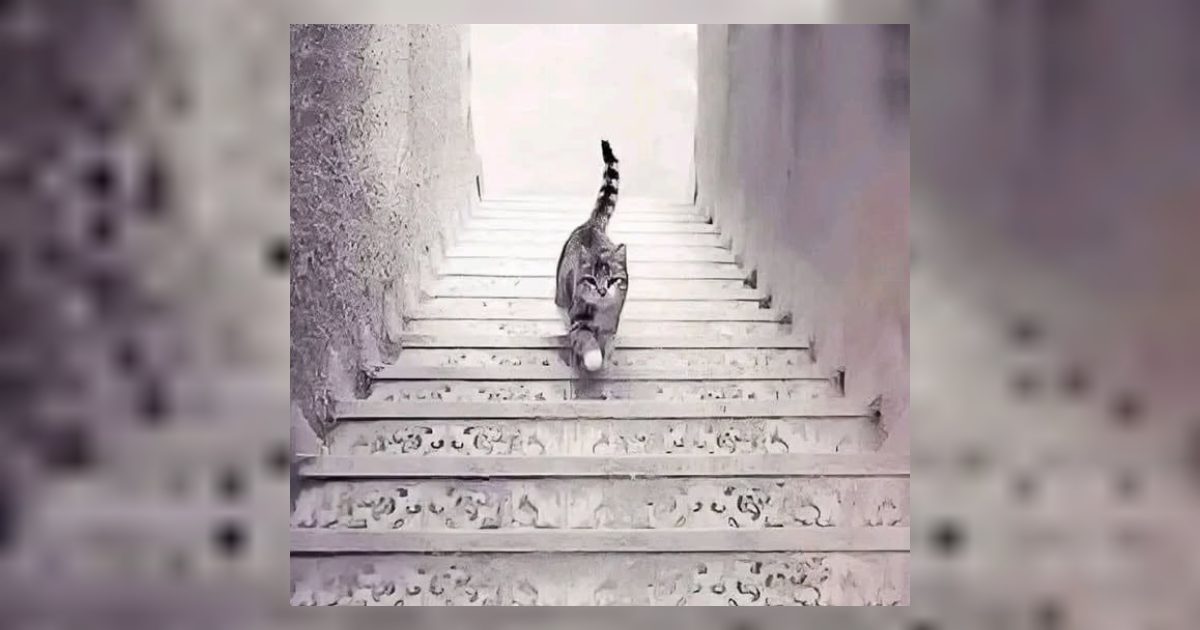 الصورة تحمل خدعة بصرية